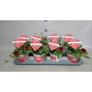 Thunbergia alata   ...