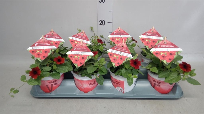 <h4>Thunbergia alata   ...</h4>