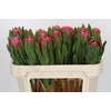 Protea Brenda