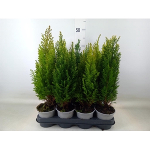 Conifers   ...mix