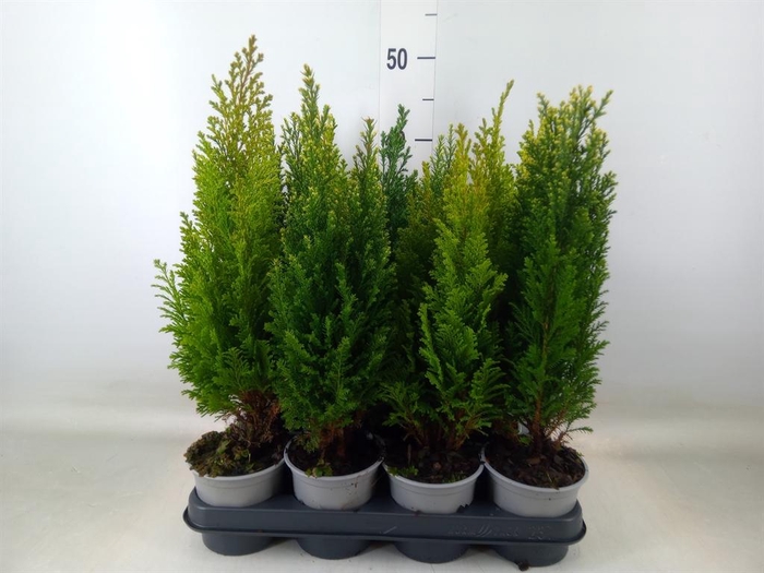 <h4>Conifers   ...mix</h4>