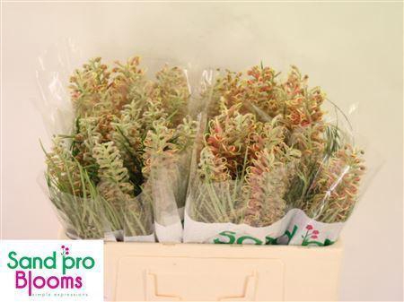 <h4>GREVI GEMENGD GREVI GEMENGD</h4>