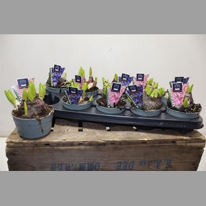 Hyacin Mult Gem 2 Kl