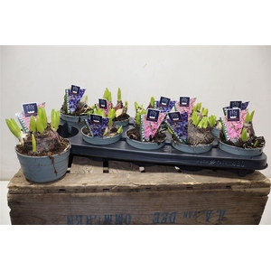 Hyacin Mult Gem 2 Kl