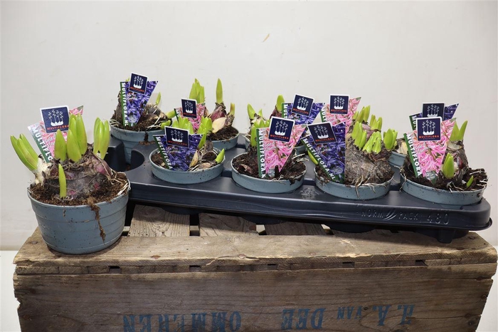 <h4>Hyacin Mult Gem 2 Kl</h4>