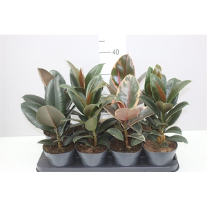 Ficus Gemengd Elastica