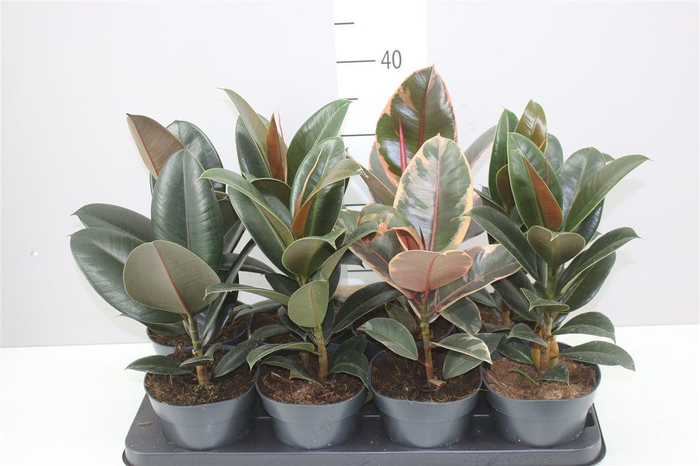 <h4>Ficus Gemengd Elastica</h4>