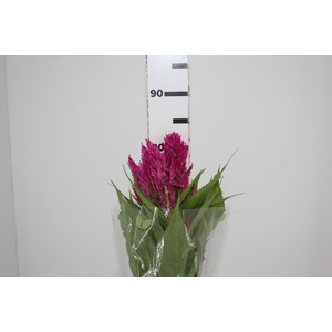 CELOSIA PLUMOSA CENTURY ROSE 070 CM