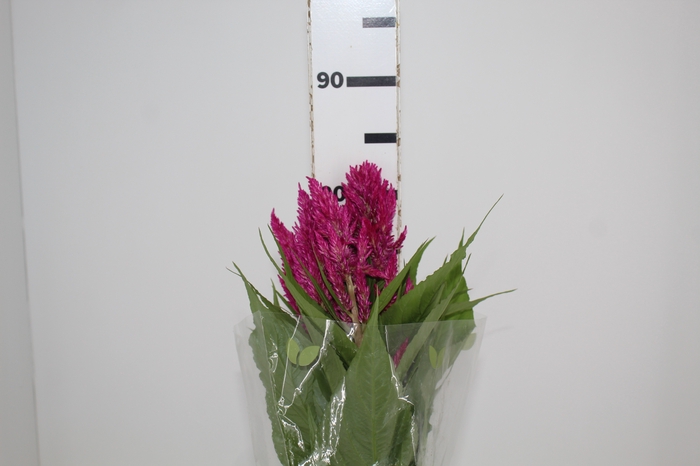 <h4>CELOSIA PLUMOSA CENTURY ROSE 070 CM</h4>