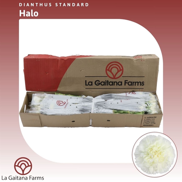 <h4>Dianthus St Halo</h4>