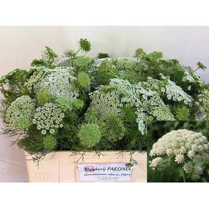 AMMI VIS CASABLANCA