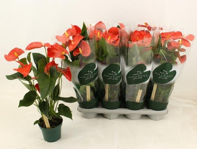 <h4>ANTHU AN FLORIDA</h4>