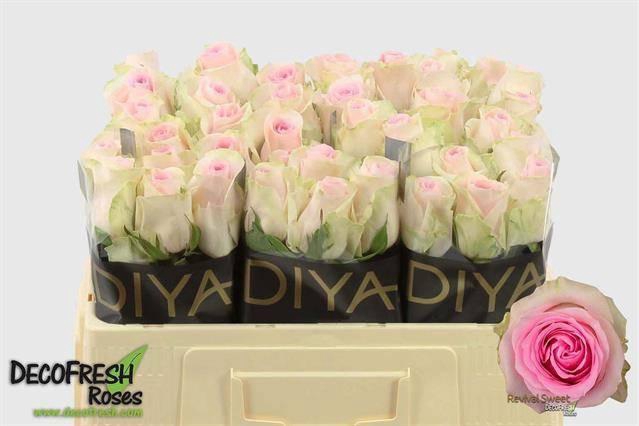 <h4>R Gr Revival Sweet</h4>