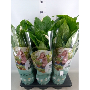 Spathiphyllum  'Vivaldi'