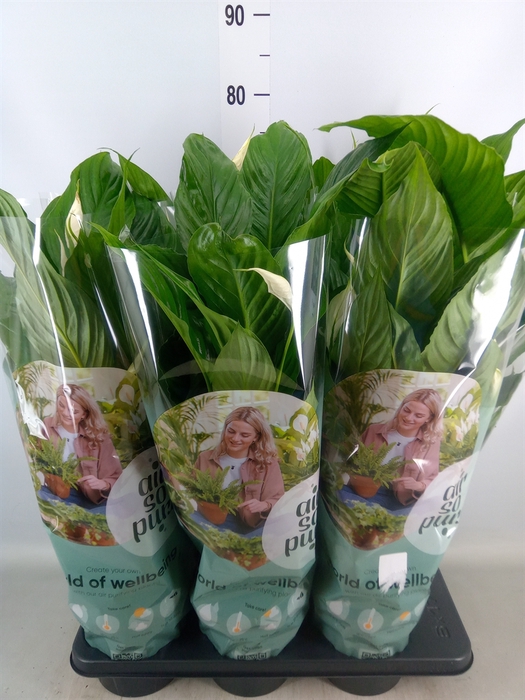 <h4>Spathiphyllum  'Vivaldi'</h4>