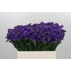 Limonium Navy Sun Birds