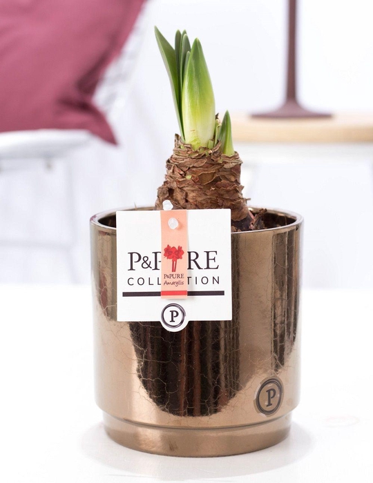 <h4>Hippeastrum red in P&PURE Juliette ceramics goldbronze</h4>