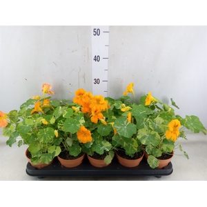 Tropaeolum majus