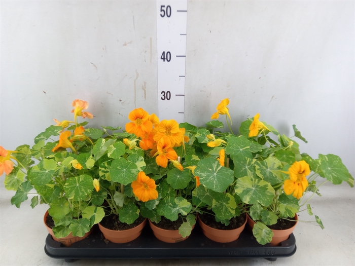 <h4>Tropaeolum majus</h4>