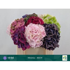Hydrangea   ...mix