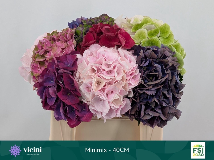 <h4>Hydrangea   ...mix</h4>
