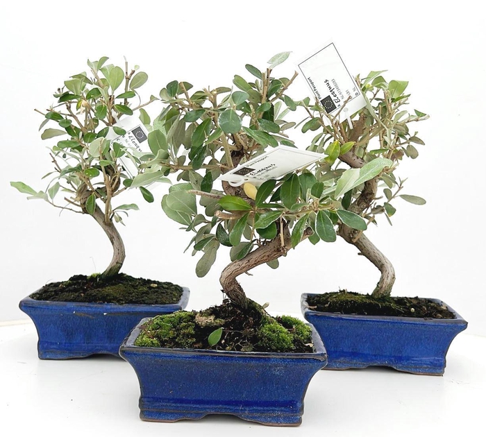 <h4>Eleagnus pungens</h4>