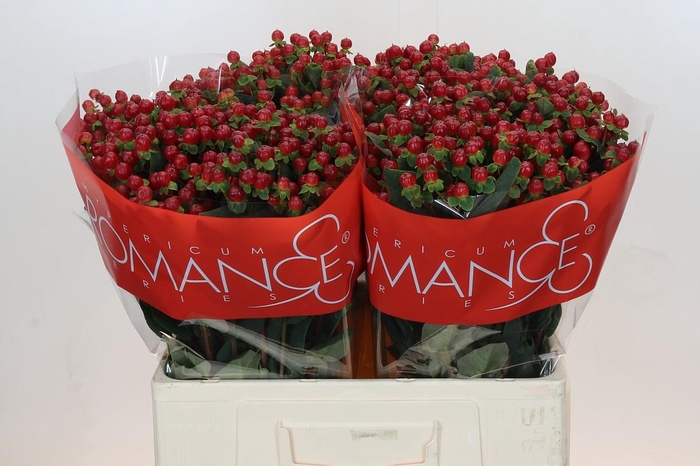 Hypericum Red Light Romance