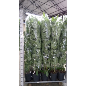Schefflera actin. 'Amate'