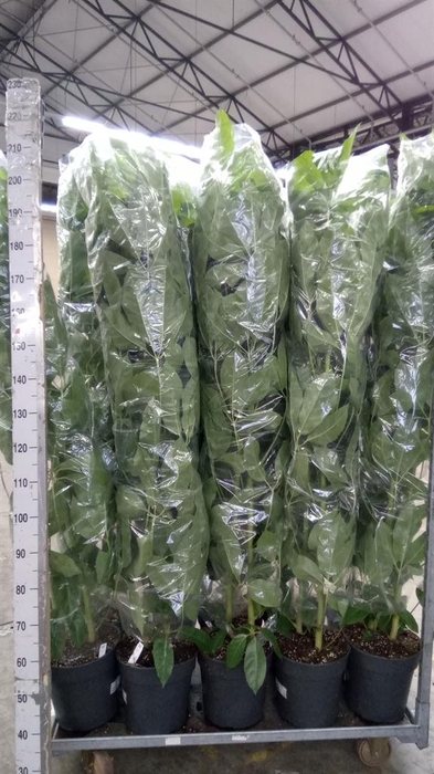<h4>Schefflera actin. 'Amate'</h4>