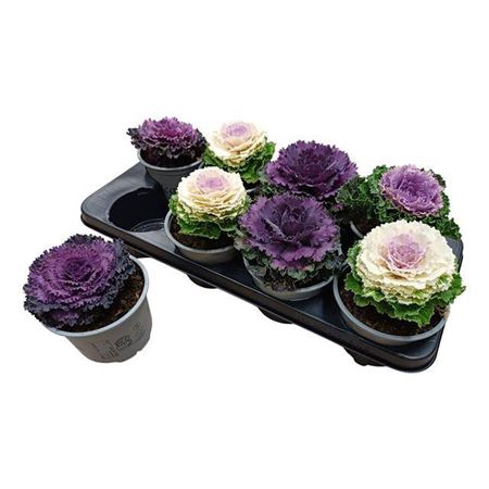 Brassica (sierkool)
