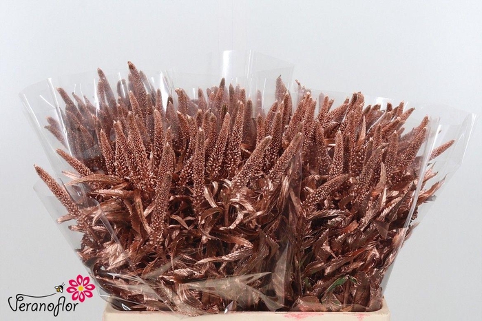 <h4>SNIJBL OV KLB H% BS</h4>