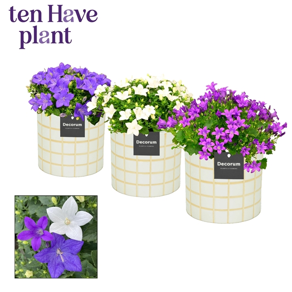 <h4>Campanula Mix in Tirza Decorum</h4>