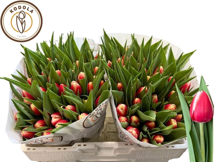 <h4>TU EN ENERGY4ALL</h4>