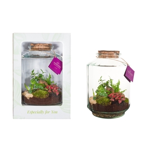 Wardians Terrarium - Strepe in showbox