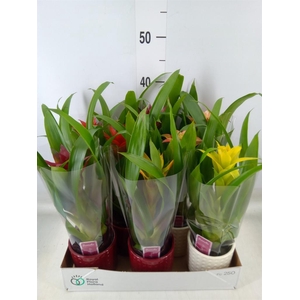 Guzmania   ...mix
