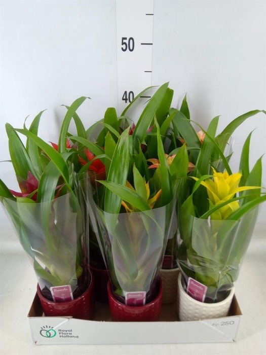 <h4>Guzmania   ...mix</h4>