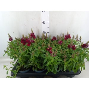 Antirrhinum majus   ...