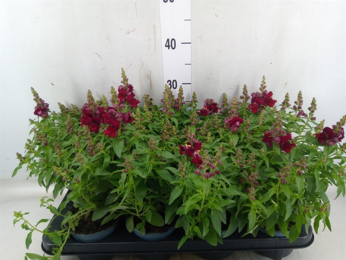 <h4>Antirrhinum majus   ...</h4>