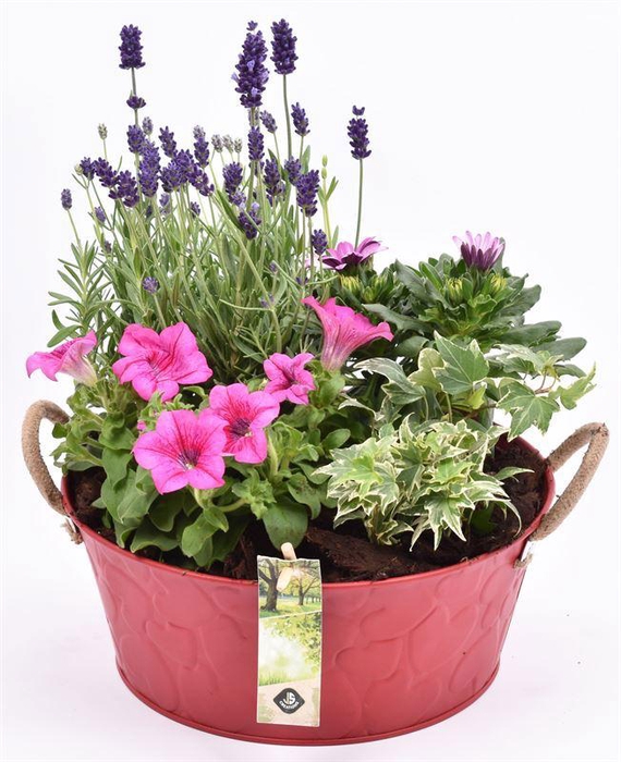 <h4>Zink schaal rood hart decor 25cm</h4>