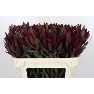 Leucadendron Saf Sunset Dark Red