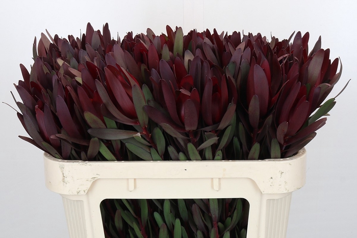 Leucadendron Saf Sunset Dark Red