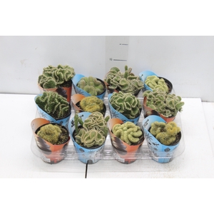 CACTUS CRISTATA VARIADO P09