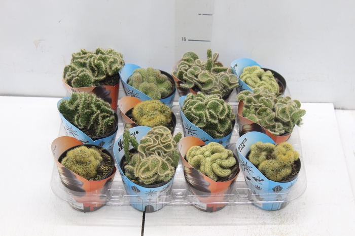<h4>CACTUS CRISTATA VARIADO P09</h4>