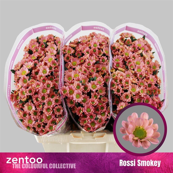 <h4>Chr S Rossi Smokey</h4>