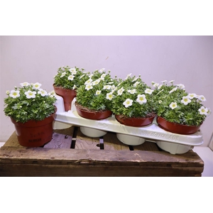 arr8 Saxif Ar Tour White