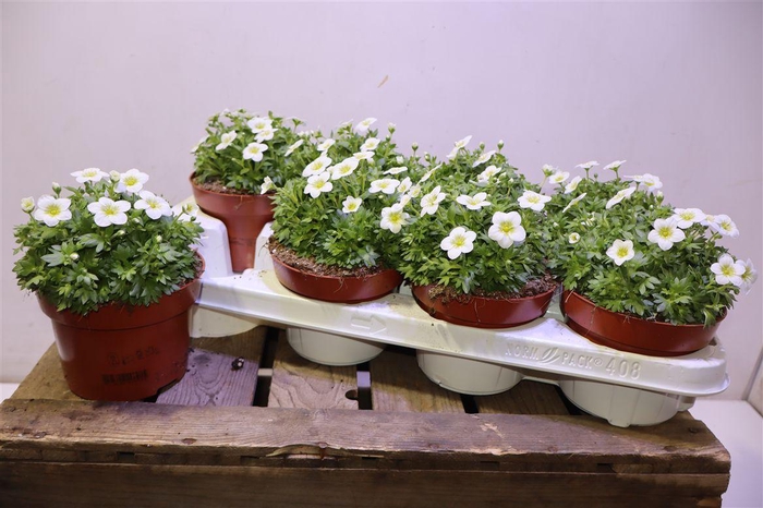 <h4>arr8 Saxif Ar Tour White</h4>