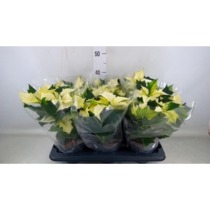 Euphorbia pulc. 'Alaska'