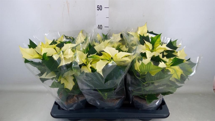 <h4>Euphorbia pulc. 'Alaska'</h4>