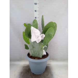 Opuntia