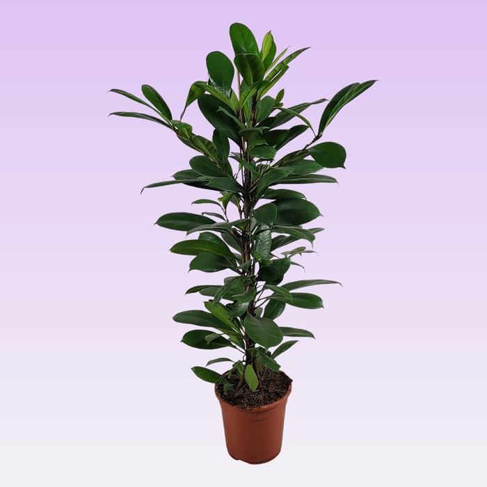 <h4>FICUS CYATHISTIPULA</h4>